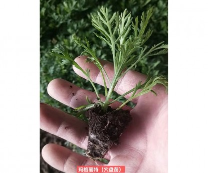 瑪格麗特(穴盤苗)